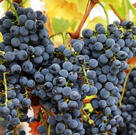 Виноград 'Космос'