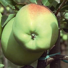 Яблоня домашняя 'Мартовское'