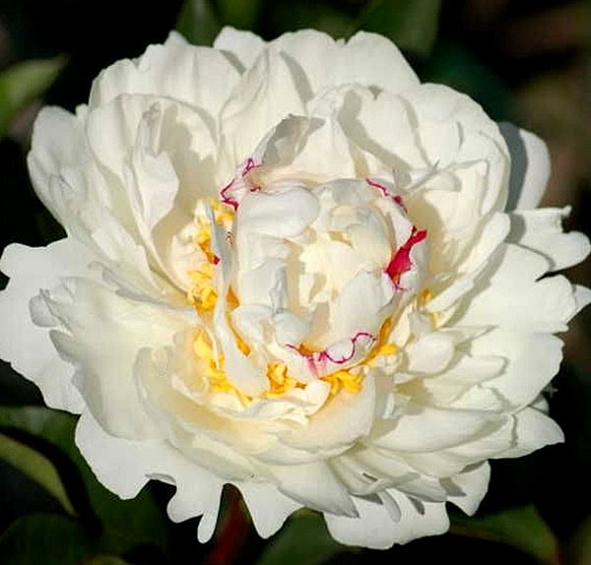 Пион молочноцветковый 'Буль де Неж' (белый с красными жилками)