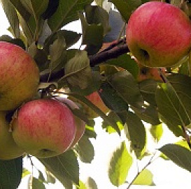 Яблоня домашняя 'Марат Бусурин'