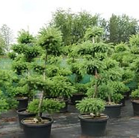 Лиственница европейская бонсай