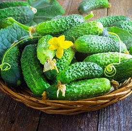 Семена Огурец Конкурент