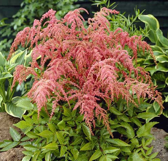 Астильба тунберга 'Страуссенфедер' (красно - кремовая)