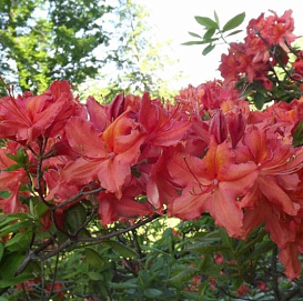 Рододендрон желтый (азалия) 'Бальзак' (коралловый)