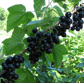 Смородина черная 'Лентяй'