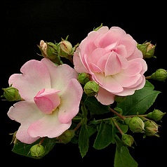 Роза 'Жасмина' (плетистая) (розовая) Роза 'Жасмина' (плетистая) (розовая)