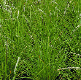 Сеслерия осенняя