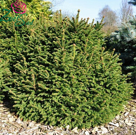 Ель обыкновенная 'Охлендорфи'