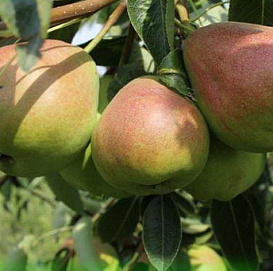 Груша 'Бере Русская'