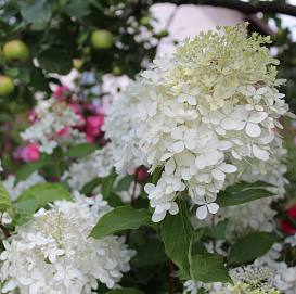 Гортензия метельчатая 'Перл дэ Оутум'