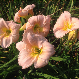 Лилейник гибридный 'Барбара Митчелл' (Нежнорозовый)