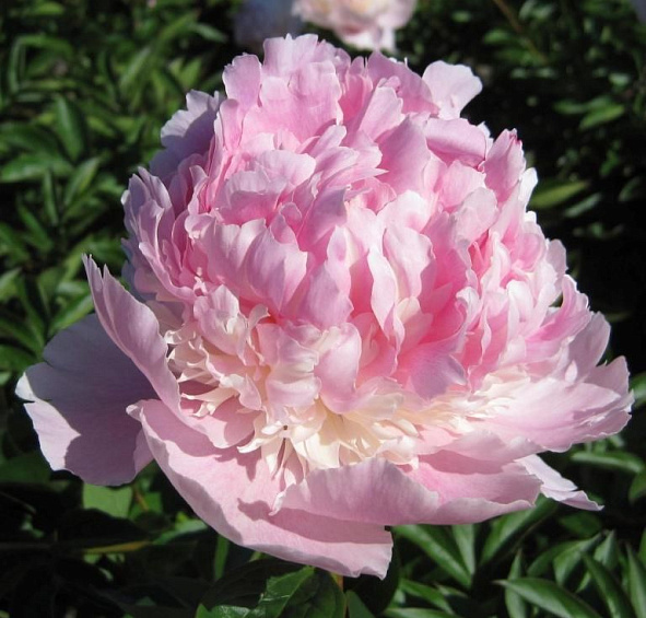 Пион молочноцветковый 'Энджел Чикс' (светло розовый)