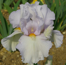Ирис германский 'Эдит Волфорд' 