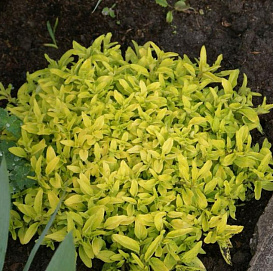 Душица обыкновенная 'Ауреум'