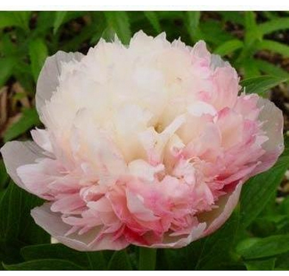 Пион лекарственный 'Мутабилис Плена' (креово - белый с розовым)