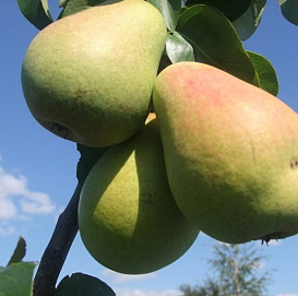 Груша 'Московская ранняя'