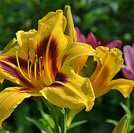 Лилейник гибридный 'Бонанза'