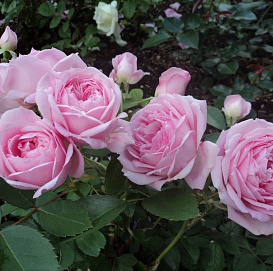 Роза 'Прейри Джой' (парковая, шраб) (розовая)