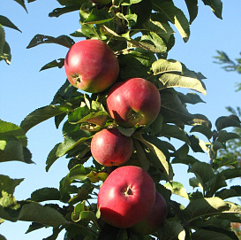Яблоня колоновидная 'Пьедестал'