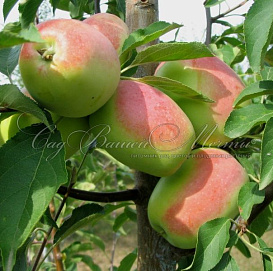 Яблоня домашняя 'Кандиль Синап'