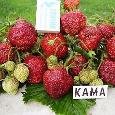 Земляника (клубника) 'Кама'
