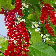 Лимонник китайский 'Первенец'