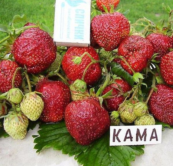 Земляника (клубника) 'Кама'