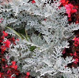 Цинерария приморская 'Сильвер Даст'