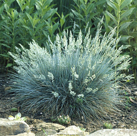 Овсяница сизая 