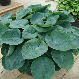 Хоста гибридная (вздутая, волнистая) 'Абиква Дринкинг Гурд'