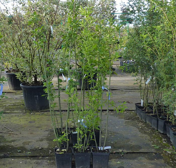 Бересклет европейский