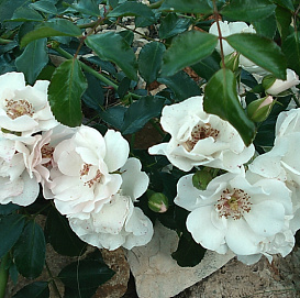 Роза 'Айс Мейландекор' (почвопокровная, шраб)