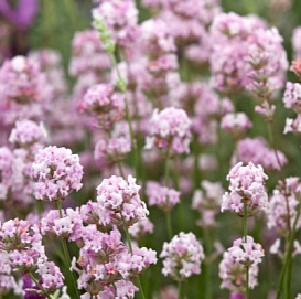 Лаванда Лаванда узколистная 'Розеа'
