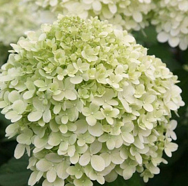 Гортензия метельчатая 'Литтл Альф'