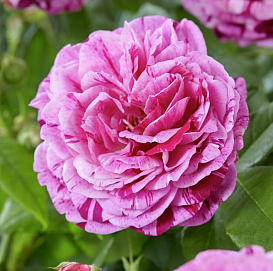 Роза 'Фердинанд Пигард' (чайно-гибридная)(розовая)