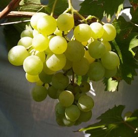 Виноград 'Плевен х Галбена Ноу'