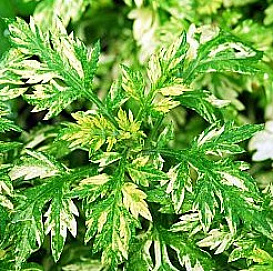 Полынь обыкновенная 'Ауреовариегата'