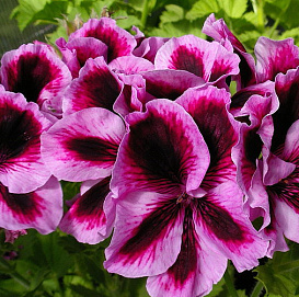 Пеларгония королевская 'Бурги' (пурпурная)