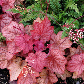 Гейхера гибридная 'Джорджия Пич'