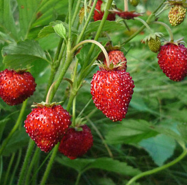 Земляника (клубника) альпийская 'Руяна'