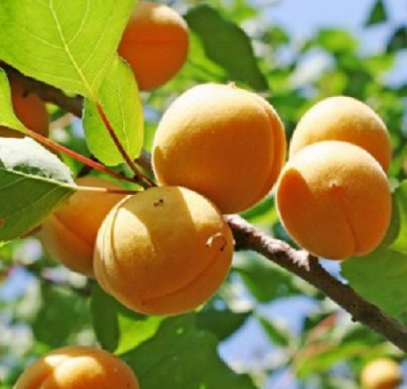Абрикос 'Лель'