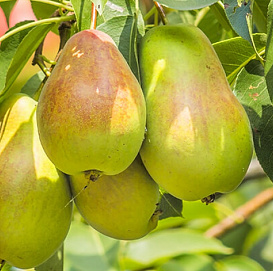 Груша 'Краснобокая'
