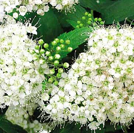 Спирея японская 'Альбифлора'