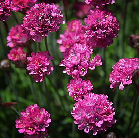 Армерия 'Балерина Лилак' 