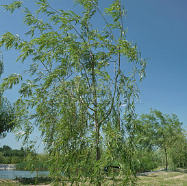 Ива 'Уникальная'