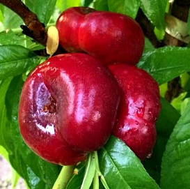 Персик 'Донат' (инжирный нектарин)