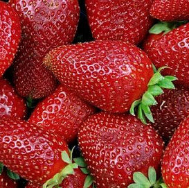 Земляника (клубника) 'Вкуснятина'