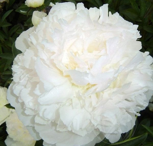 Пион молочноцветковый 'Айсберг' (белый)