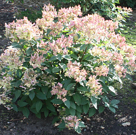 Гортензия метельчатая 'Эрли Сенсейшн'