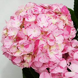 Гортензия крупнолистная 'Свит Фэнтези'